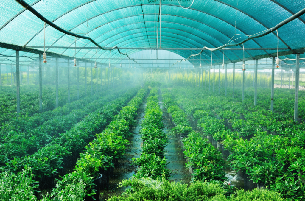 greenhouse