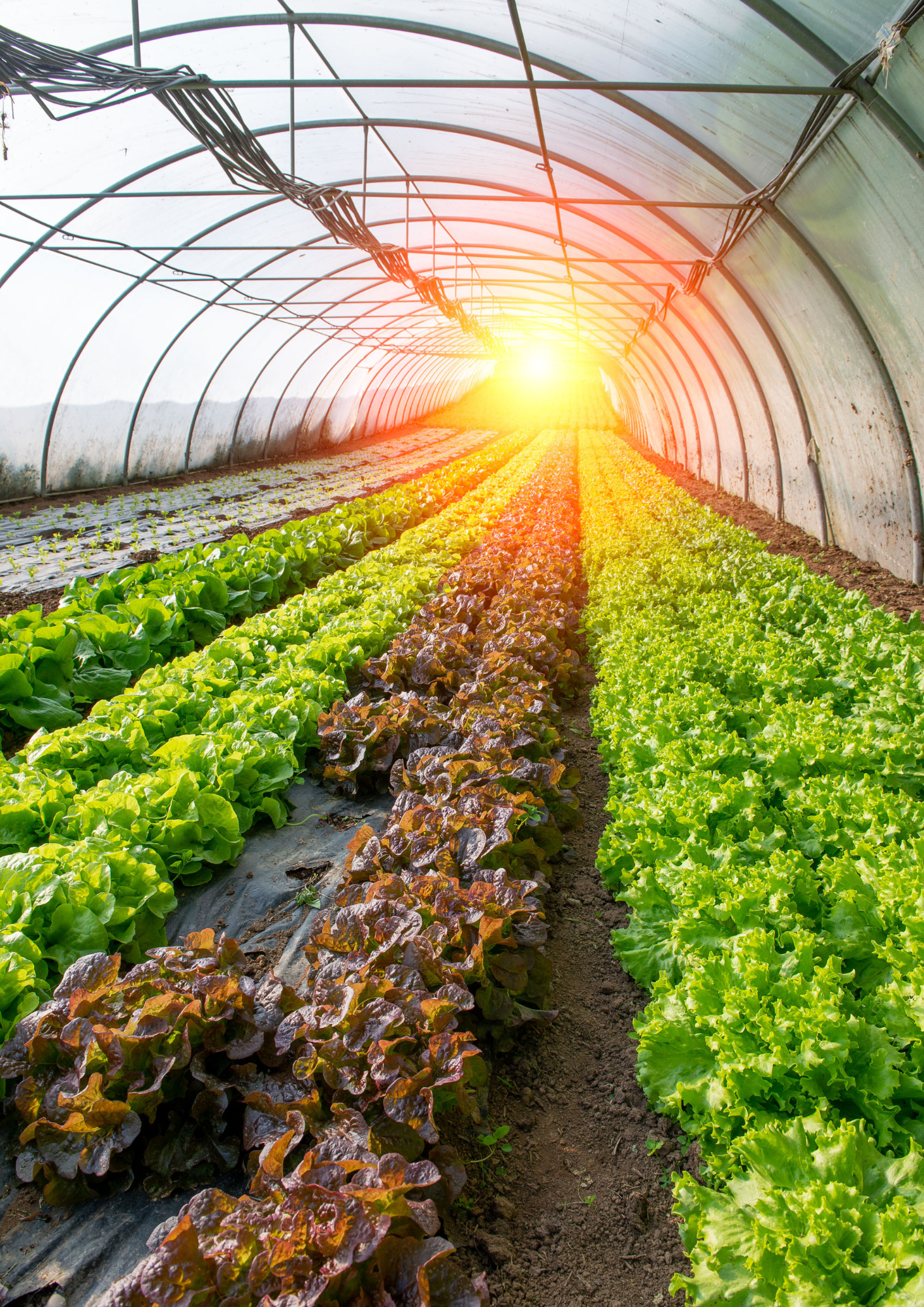 UV Green House