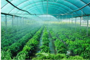 UV Stabilizer Masterbatch