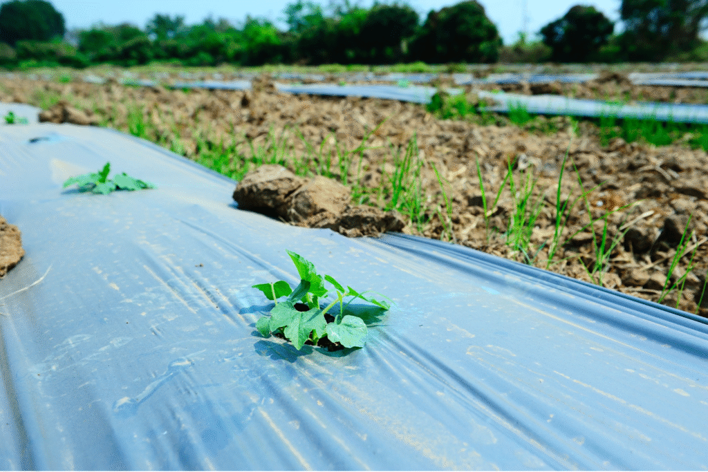 Mulch Film
