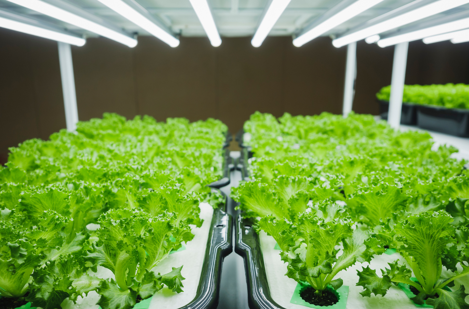 Plast Light Diffuser