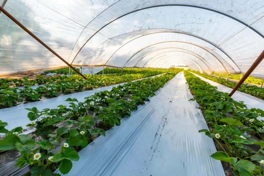Green House