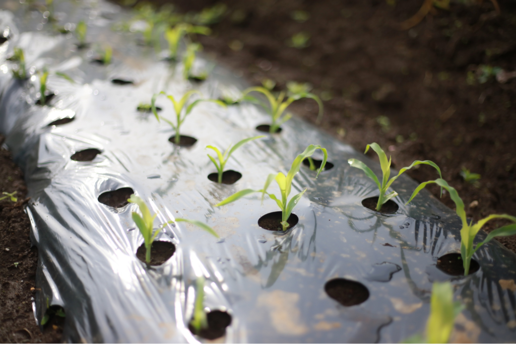 Masterbatches for mulch film