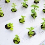 Masterbatch for Mulch Film