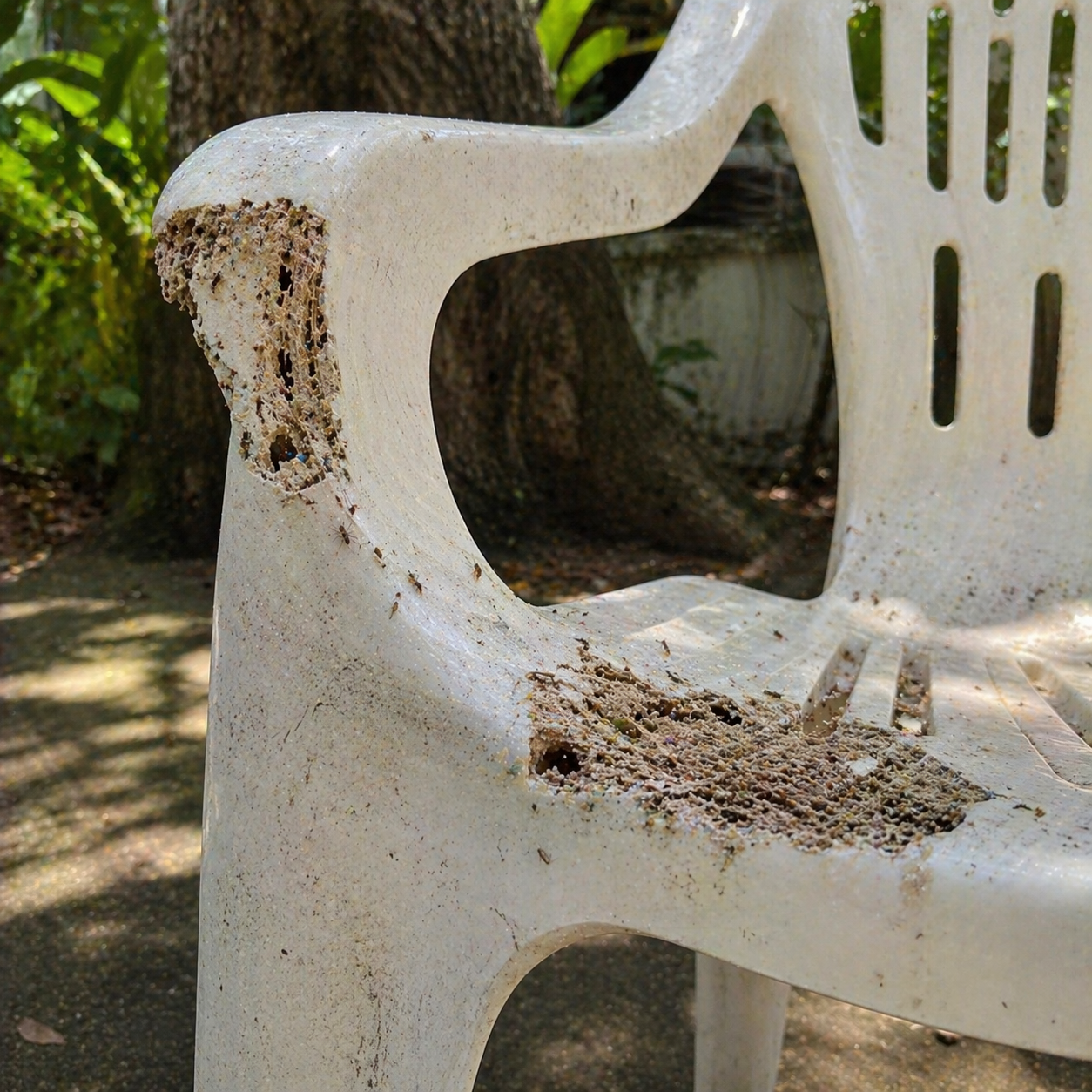 Termites damaging infrastructure