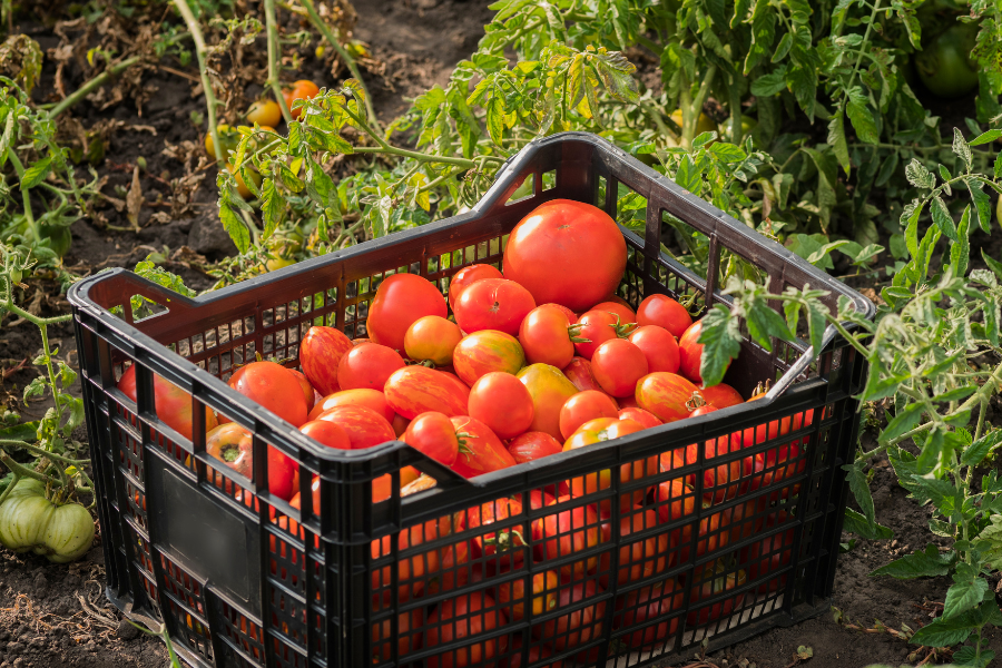 Black harvest crate filled with tomatoes in an agricultural setting