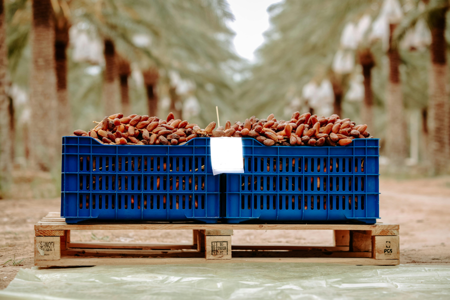 Blue produce crates holding dates on a wooden pallet