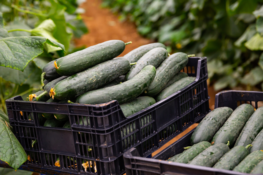 Vegetable Crates filled with goods in their working environment