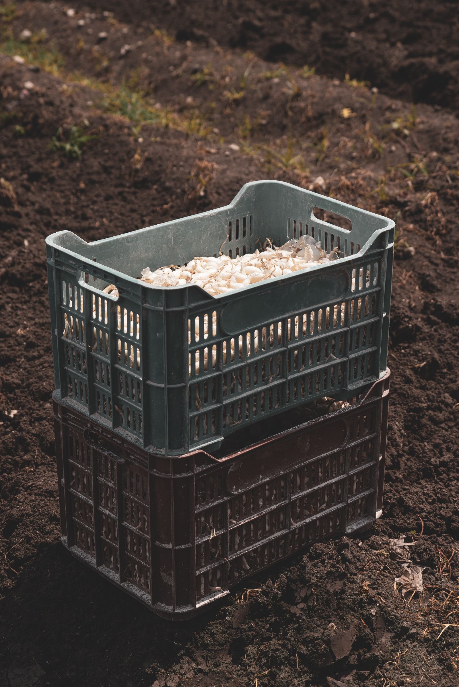 Harvest Crates filled with goods in an application setting
